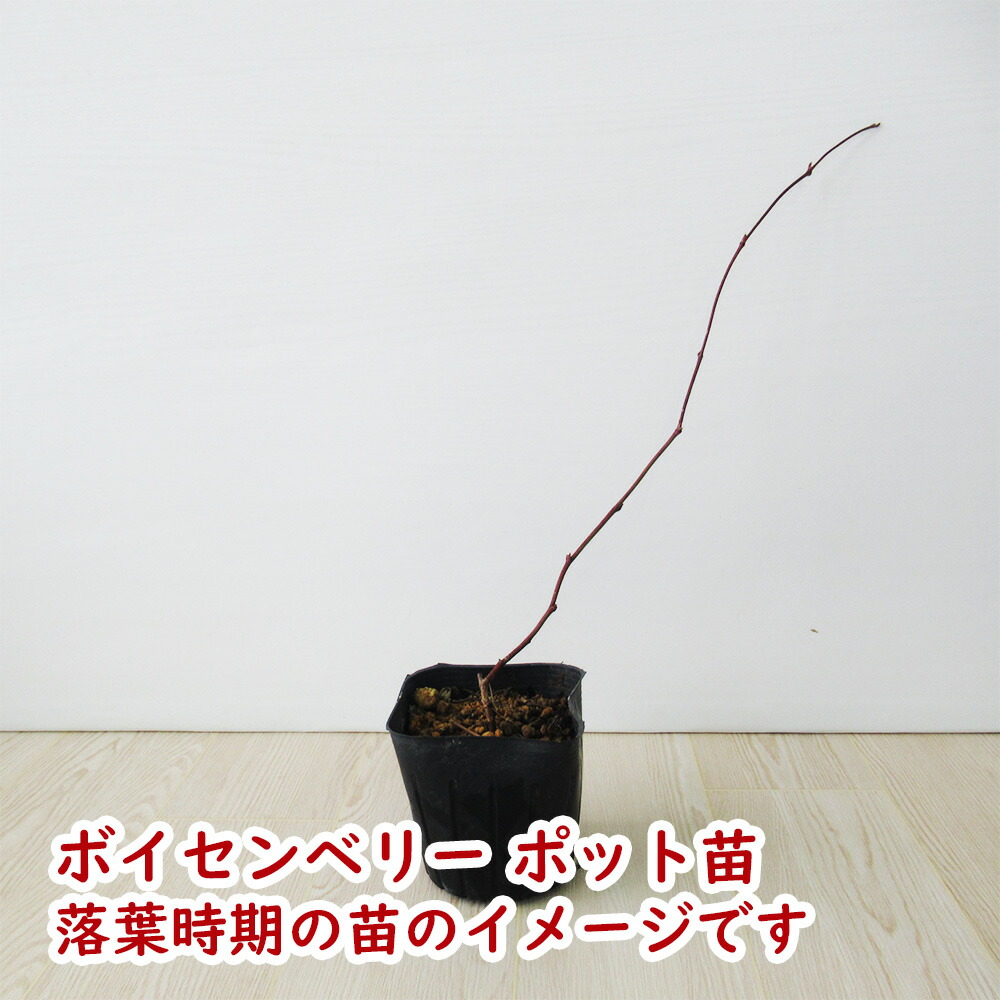 苗ページです！ Amazon.co.jp: 「 とげなし ボイセンベリー 」 苗 苗木 9cm