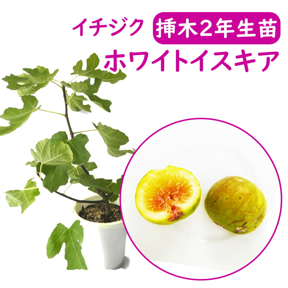 春まで落葉中です イチジク ホワイトイスキア 挿木2年生苗 苗 苗木 6