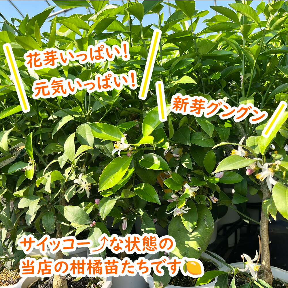 実つき 不知火 ( しらぬい ) 苗木 6号鉢 柑橘苗 果樹苗 デコポン 実の