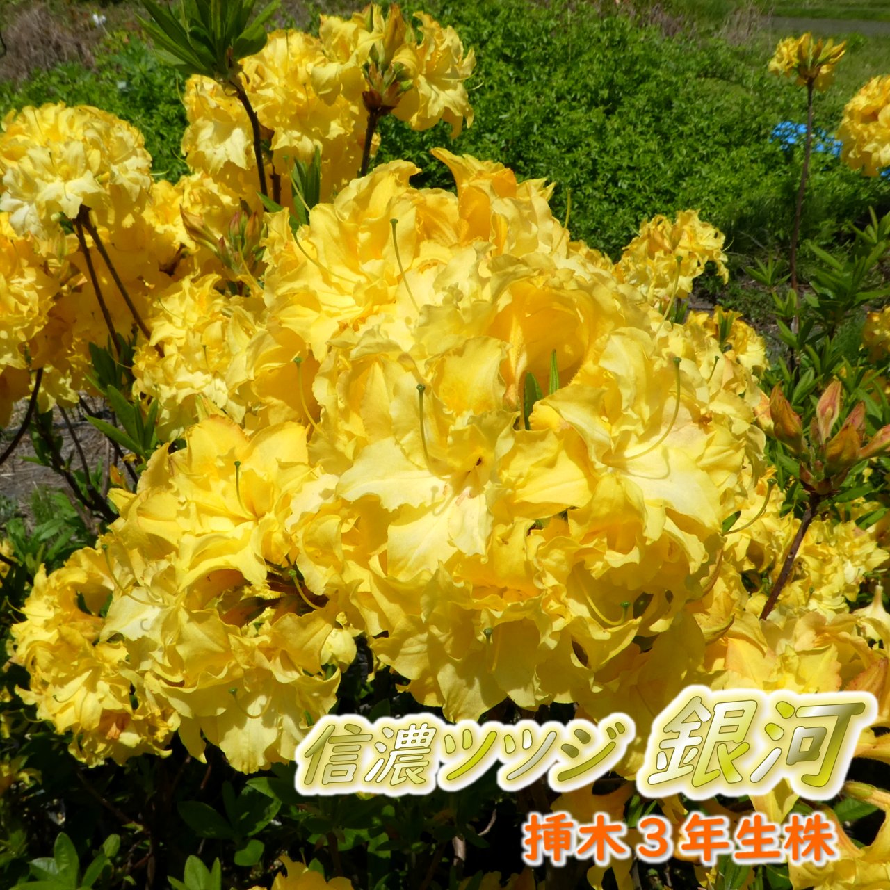 蕾付き 】希少種 黄色 八重咲き 信濃 ツツジ 苗 苗木「 銀河 ( ぎんが