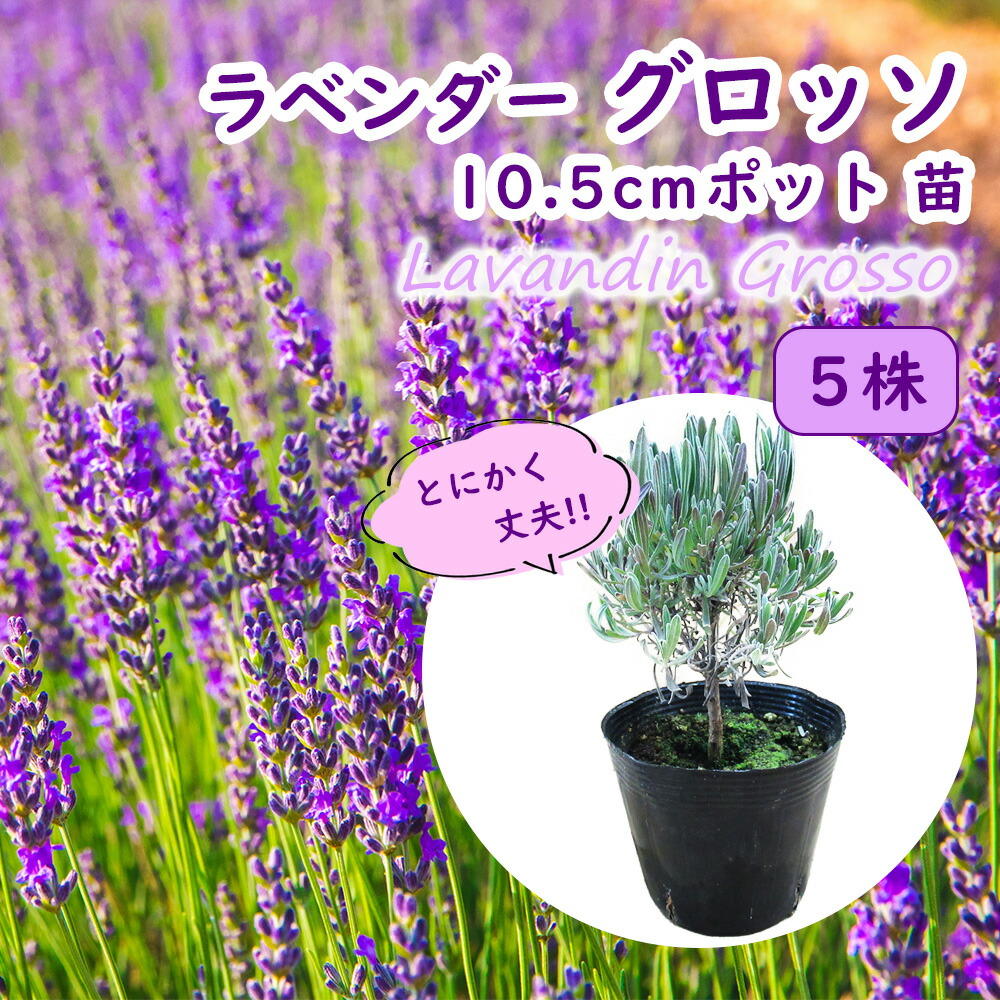ラベンダー 苗 グロッソ 5株 9cmポット とにかく丈夫！ : 富士園芸