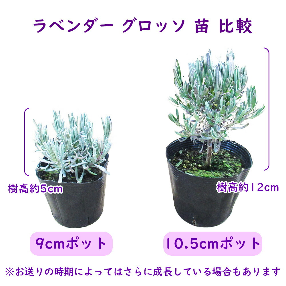 ラベンダー 「 グロッソ 」 3株 9cmポット 苗 とにかく丈夫！ ハーブ