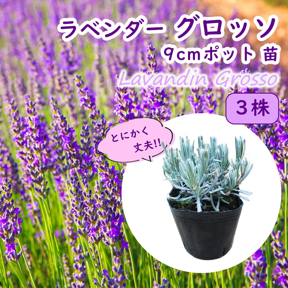 ラベンダー 「 グロッソ 」 3株 9cmポット 苗 とにかく丈夫！ ハーブ