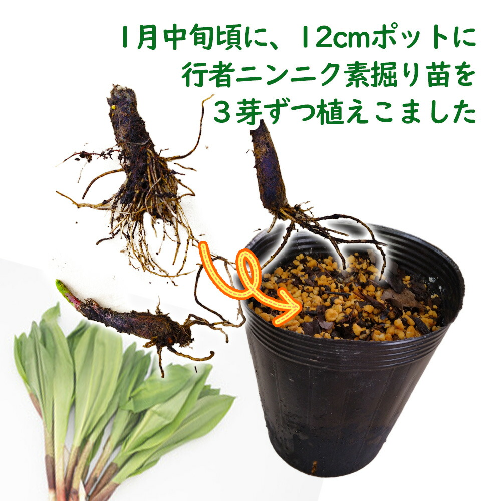 栽培品】行者ニンニク苗 200本 青森県産