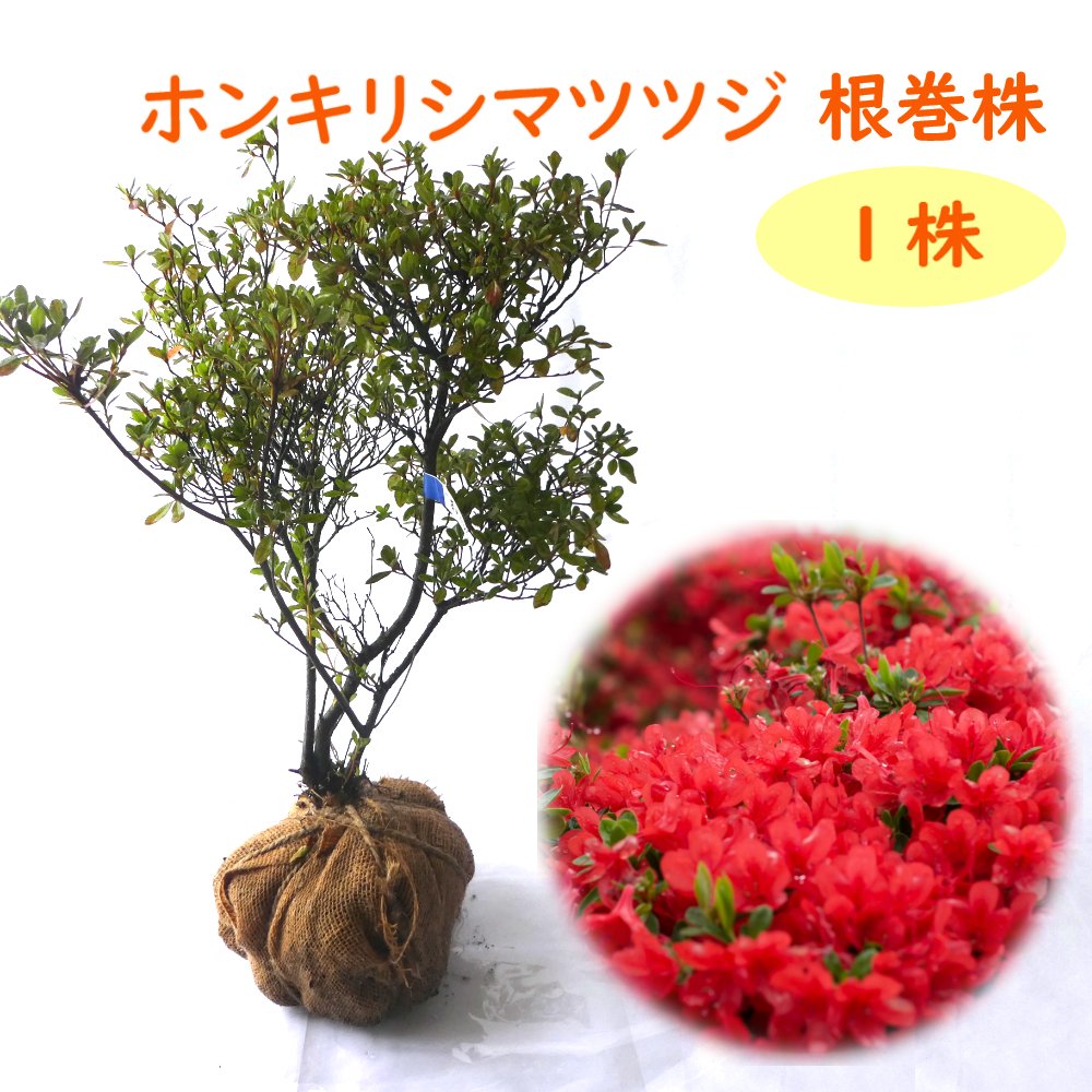 紫キリシマツツジ 根巻株 2株 樹高約20cm 紫霧島 ムラサキキリシマ