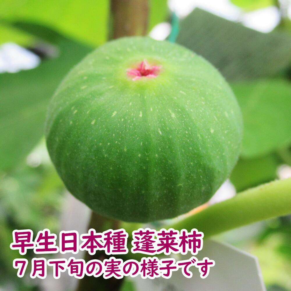 「桜 様」蓬莱柿 桜 様」蓬莱柿 栽培品種 紹介 | ほんのり農園