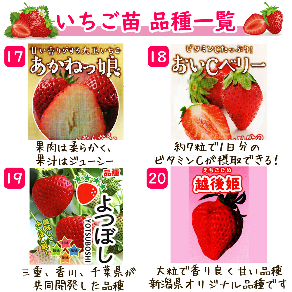 イチゴ 苗 選べる 5ポット 9cmポット : 富士園芸Yahoo!ショッピング店
