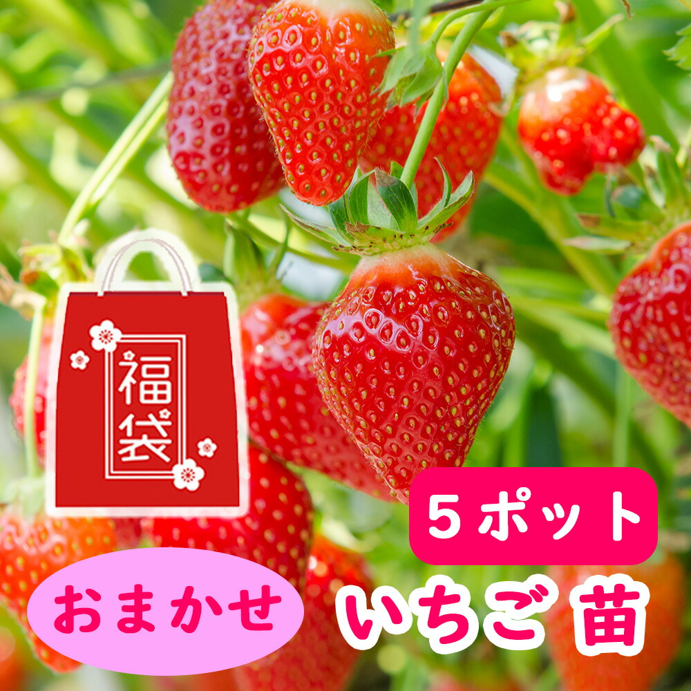 おまかせ イチゴ 苗 5ポット 9cmポット苗 : 富士園芸Yahoo
