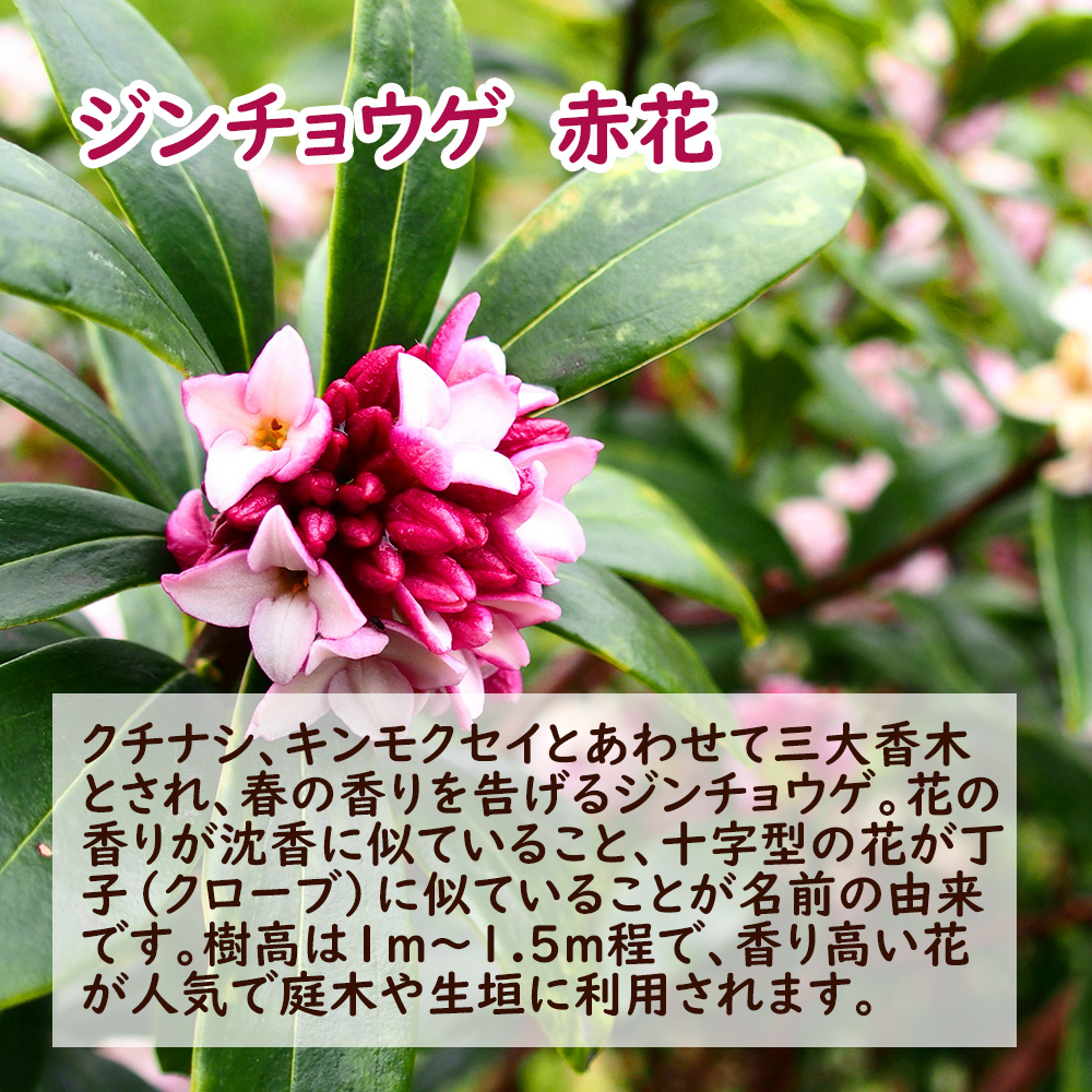 ジンチョウゲ 苗 苗木 沈丁花 赤花 樹高約20cm : 富士園芸Yahoo