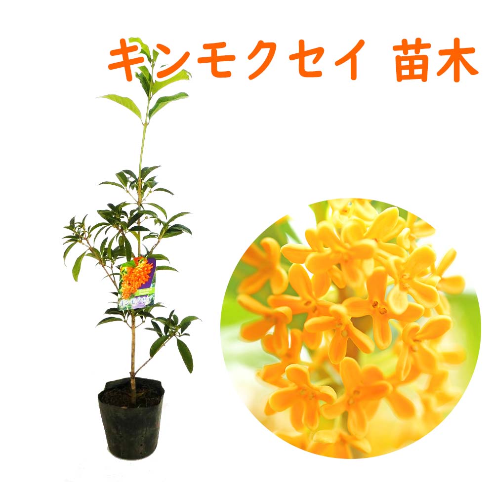 キンモクセイ 苗 苗木 10.5cmポット 樹高約20cm : 富士園芸Yahoo