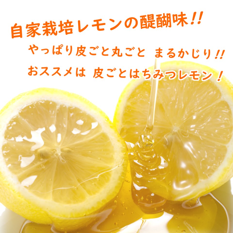 選べる実の数 レモン 苗 苗木 実つき 6号鉢 樹高約30〜40cm : 富士園芸