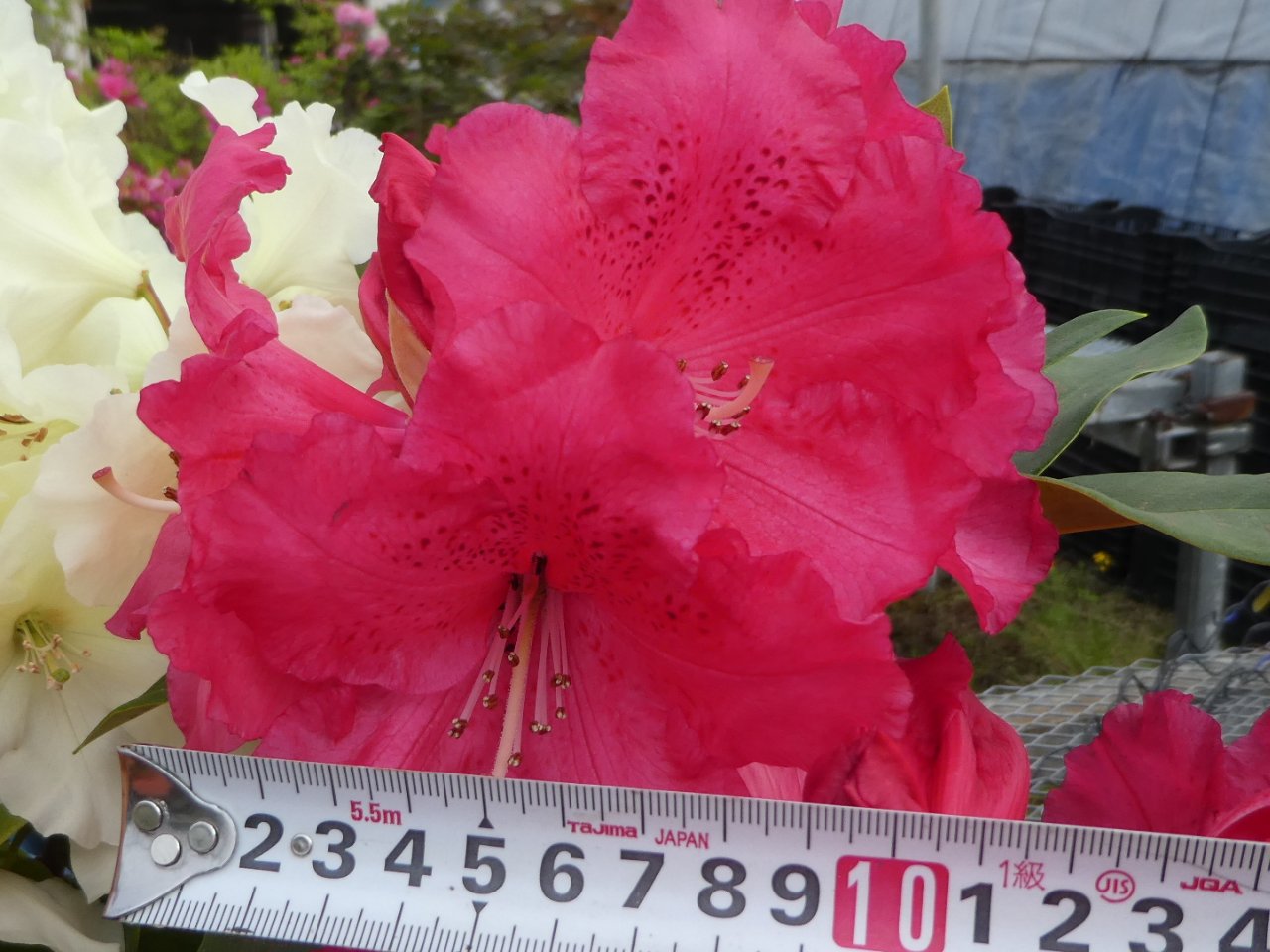 大輪石楠花 makitars02.jpg