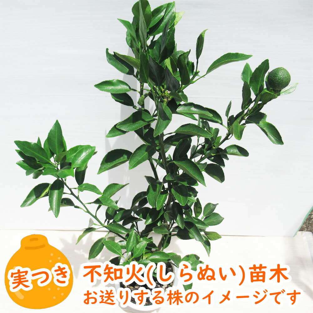 実つき不知火 ( しらぬい ) 「 デコポン 」 接木苗 5号鉢 樹高30cm