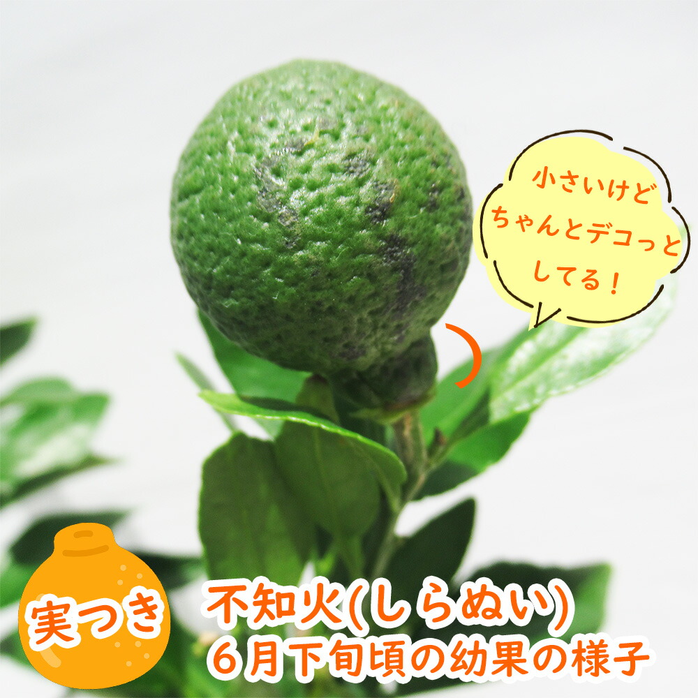 実つき不知火 ( しらぬい ) 「 デコポン 」 接木苗 5号鉢 樹高30cm