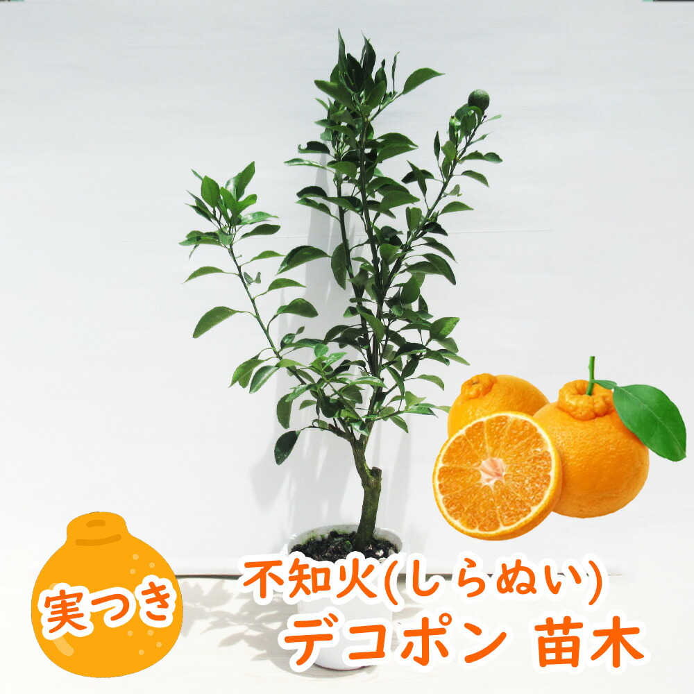 実つき不知火 ( しらぬい ) 「 デコポン 」 接木苗 5号鉢 樹高30cm
