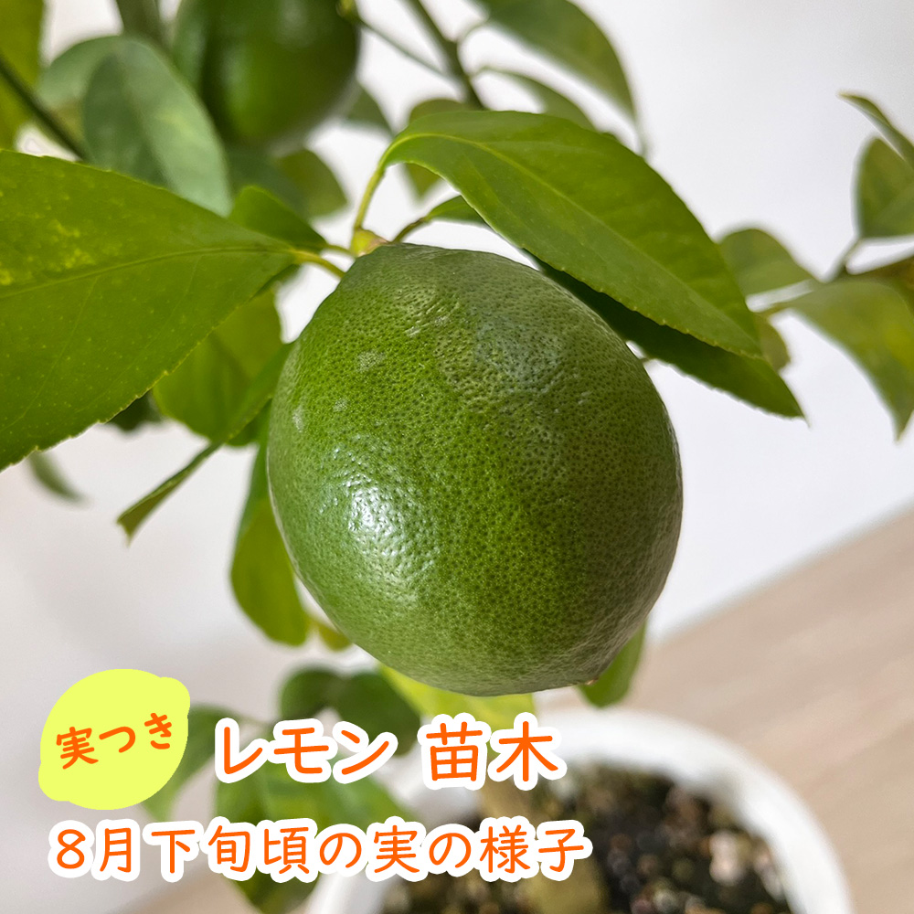 選べる実の数 レモン 苗 苗木 実つき 6号鉢 樹高約30〜40cm : 富士園芸
