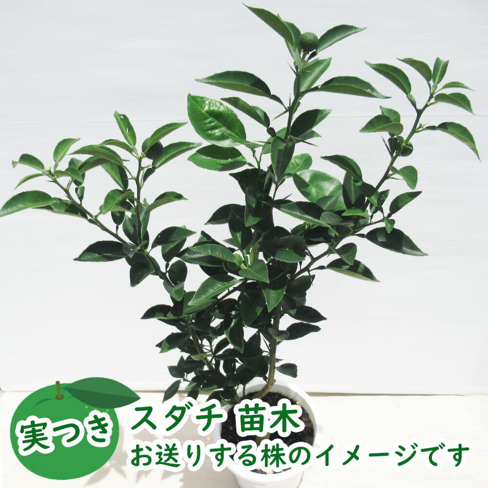 実つき すだち 接木苗 苗 苗木 5号鉢 樹高約30cm 徳島県の名産です