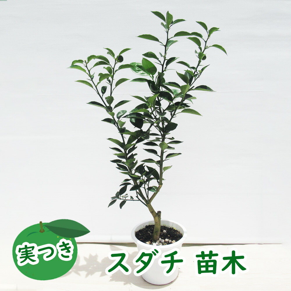 実つき すだち 接木苗 苗 苗木 5号鉢 樹高約30cm 徳島県の名産です