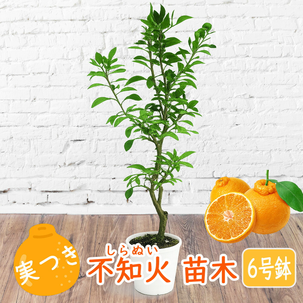 実つき 不知火 ( しらぬい ) 苗木 6号鉢 柑橘苗 果樹苗 デコポン 実の