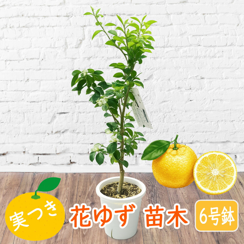 実つき 柚子 ( ゆず ) 苗木 6号鉢 樹高40〜50cm ユズ 縁起物 柑橘苗 香