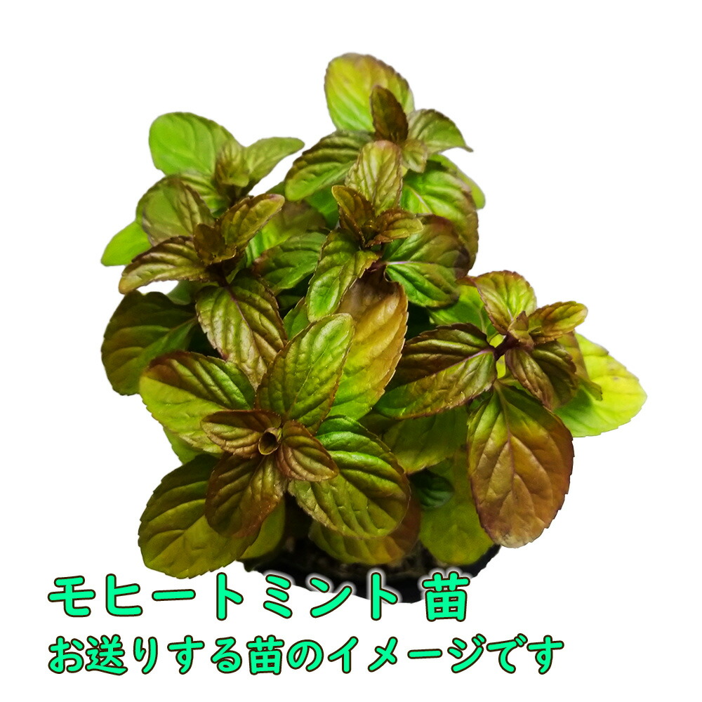 モヒートミント3株 苗 9-10.5cmポット ミント : 富士園芸Yahoo
