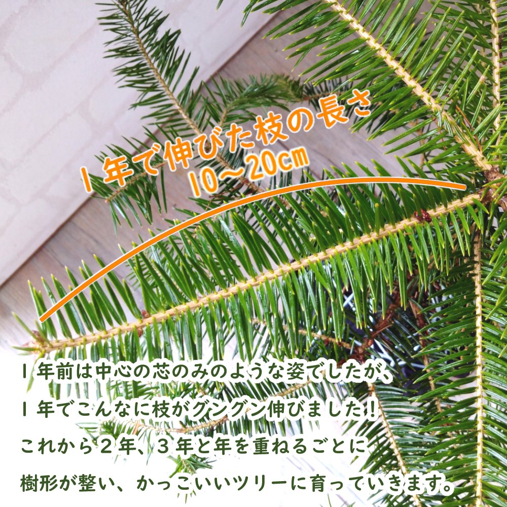 ウラジロモミ 植え込み株 クリスマスツリー 樹高約50cm前後 鉢・鉢皿
