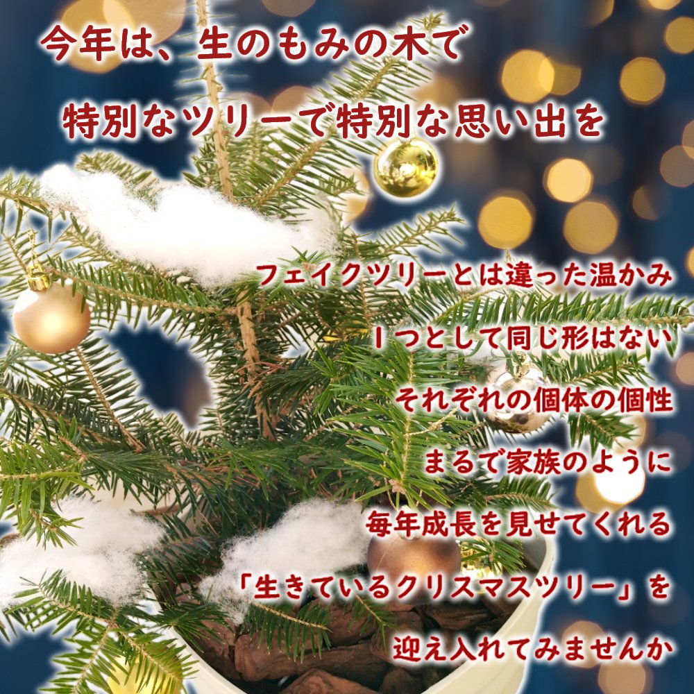 ウラジロモミ 植え込み株 クリスマスツリー 樹高約50cm前後 鉢・鉢皿