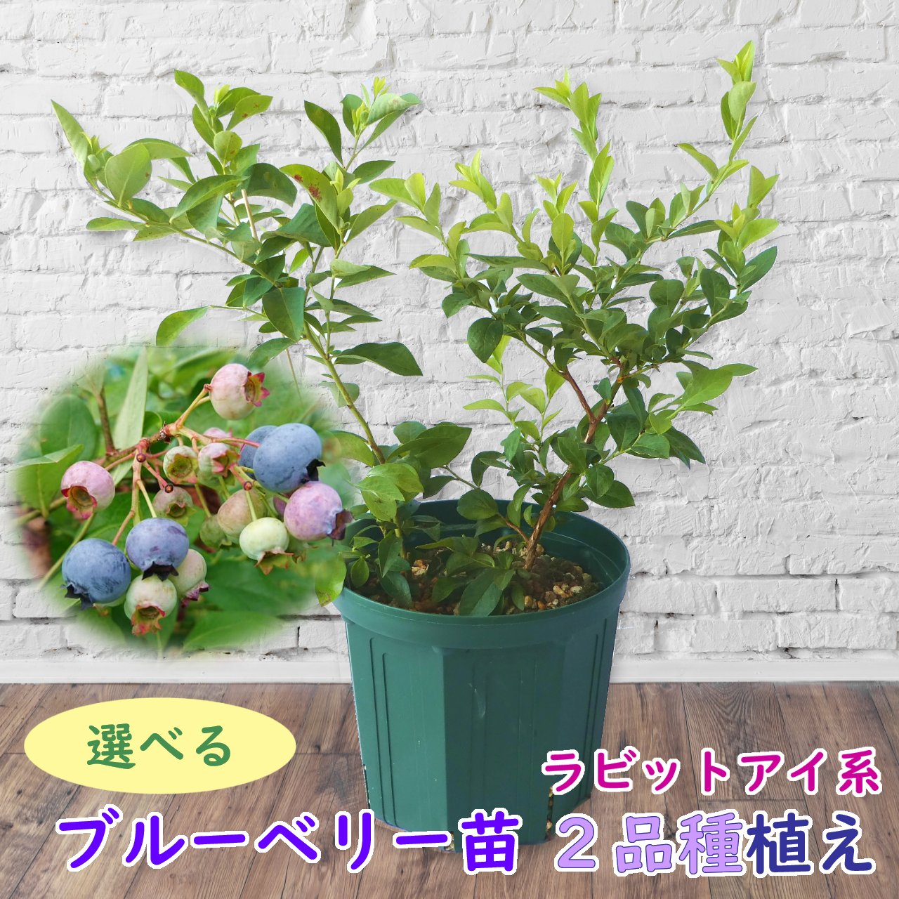 【選べる】ラビットアイ系２品種植え