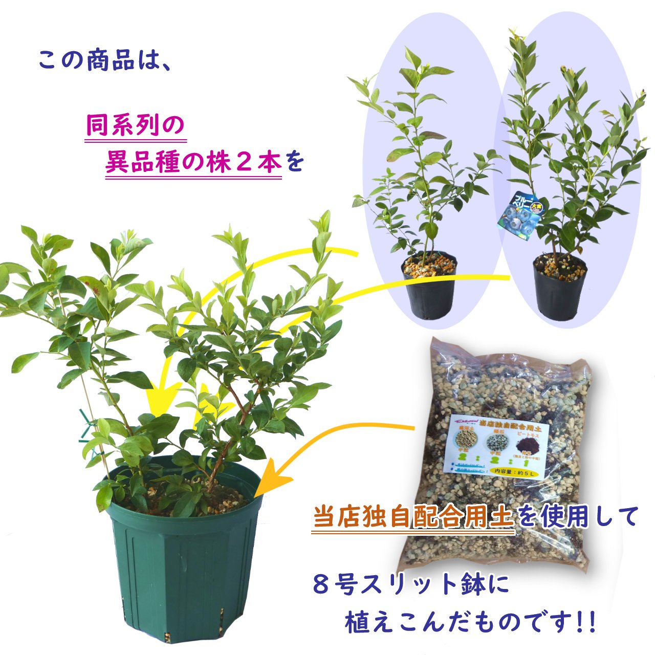 トップ ブルーベリー 鉢植え 2 本