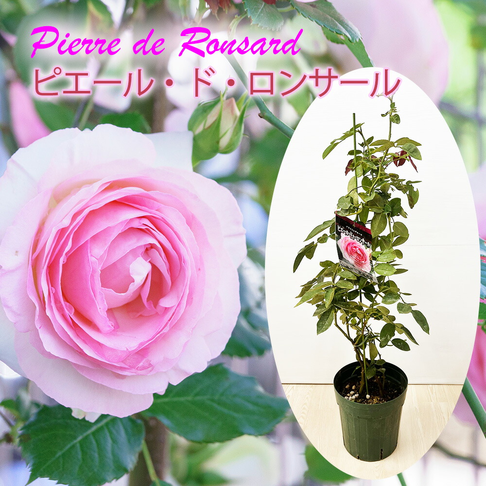 バラ ピエール ドゥ ロンサール 挿木苗 6号鉢 樹高約40cm挿木苗