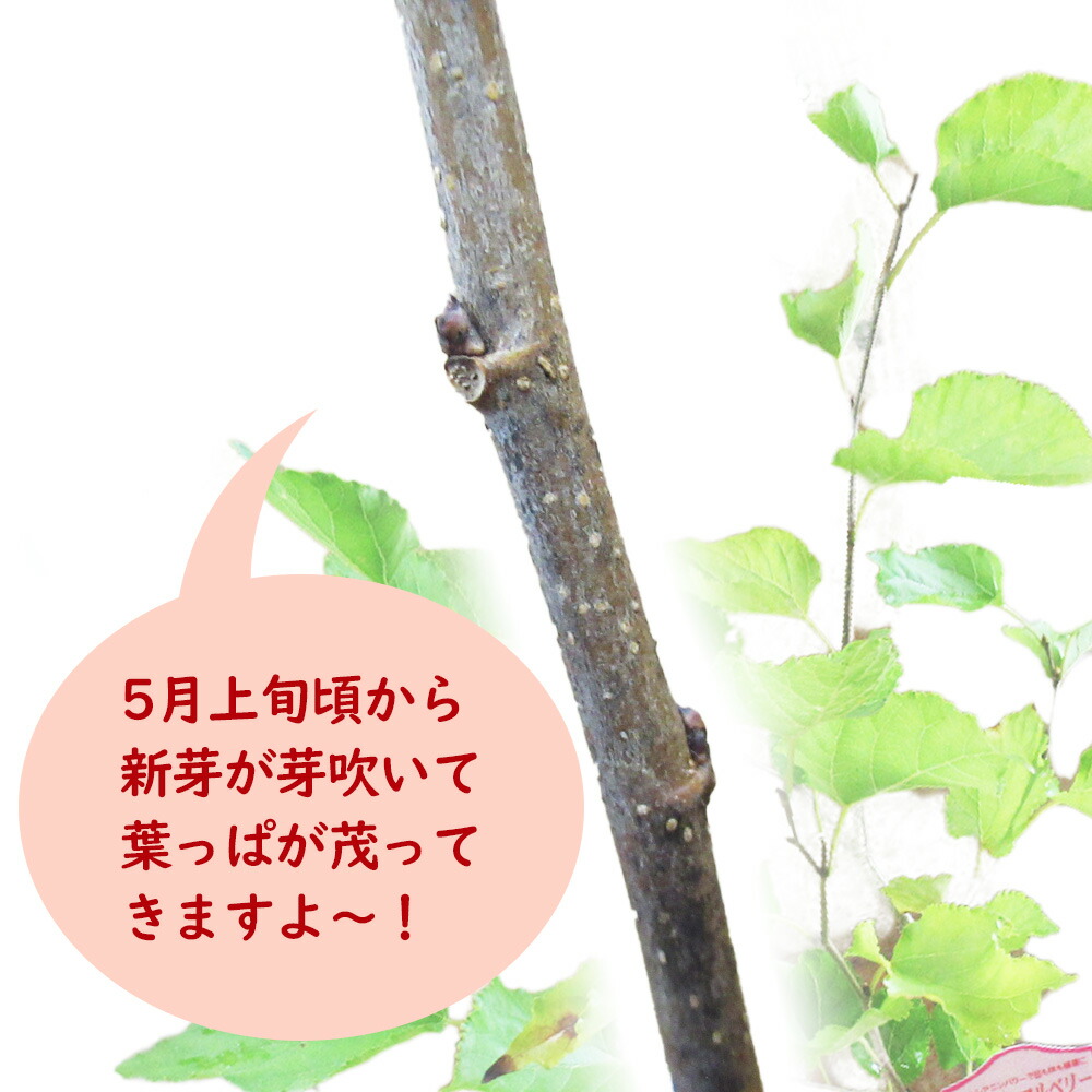 とげなし ボイセンベリー 」 苗 苗木 9cmポット キイチゴ 木苺 とげなし ボイセンベリー 」 苗 苗木 9cmポット キイチゴ 木苺