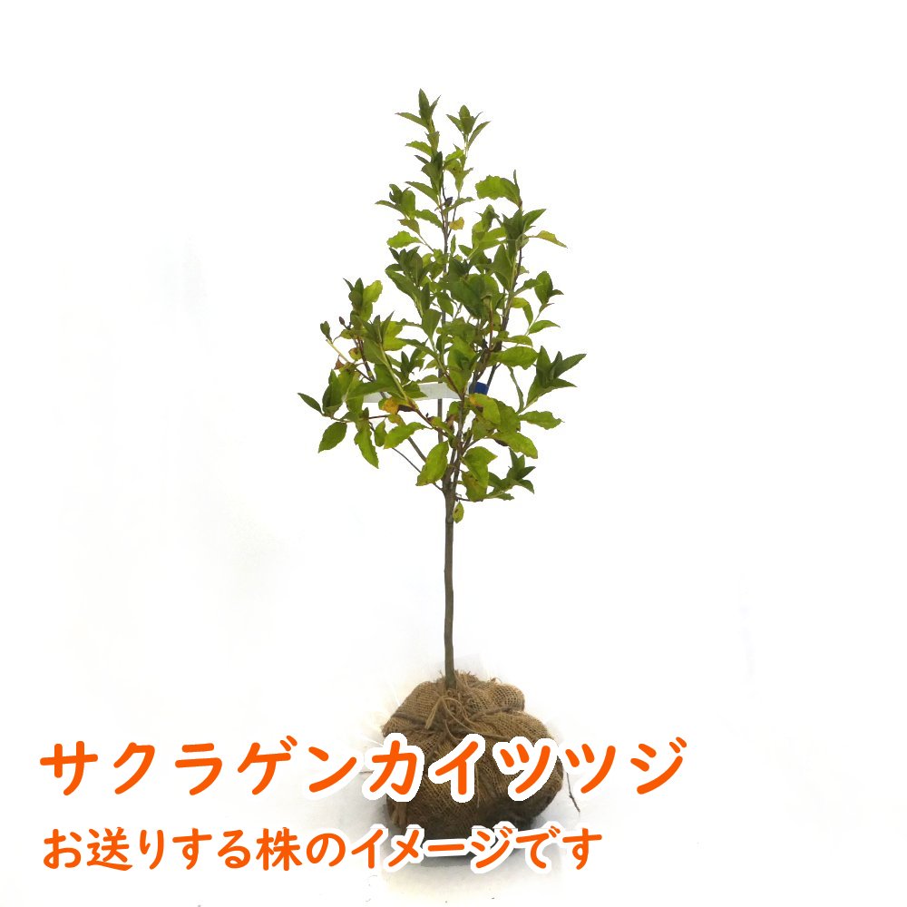 サクラゲンカイツツジ 根巻株 1株 樹高約50cm 苗 苗木 サクラゲンカイ