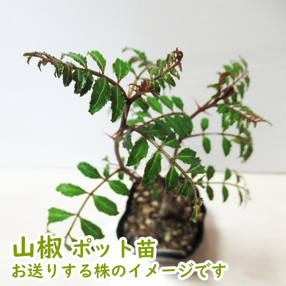 葉山椒 ( はざんしょう ) 山椒 9cmポット 樹高約30cm 雌雄わかりません