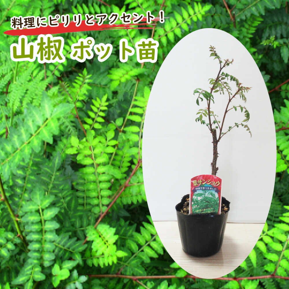 葉山椒 ( はざんしょう ) 山椒 9cmポット 樹高約30cm 雌雄わかりません