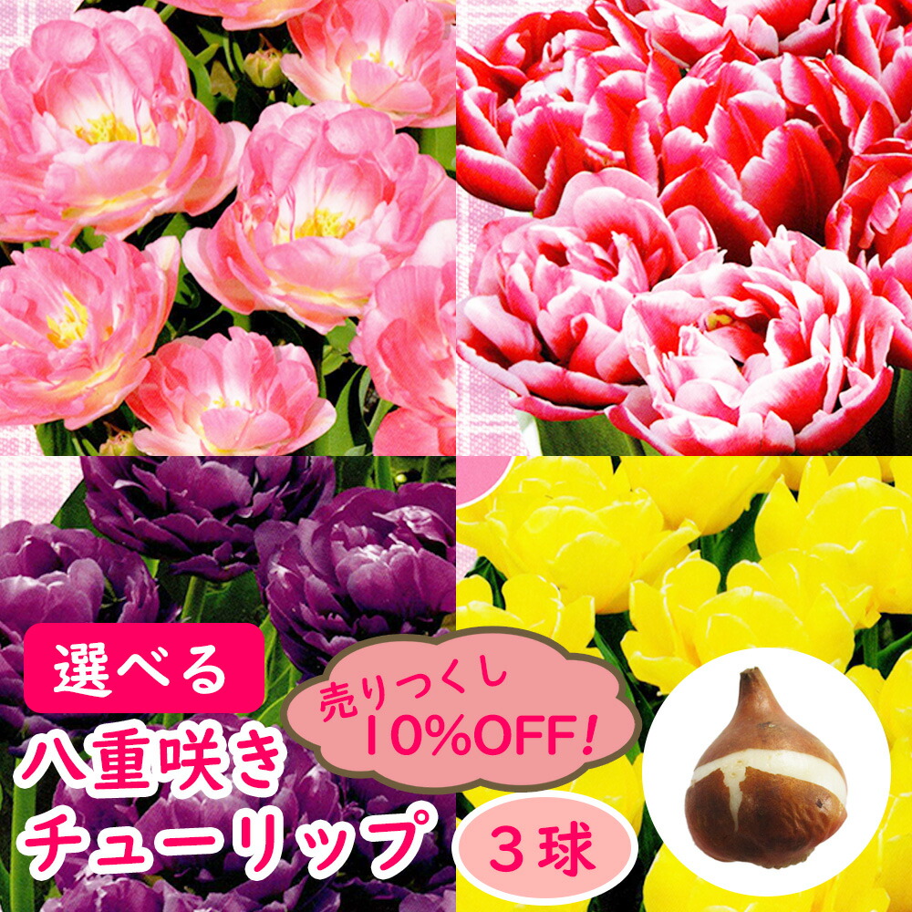 売り尽くし10%OFF】選べる 八重咲き チューリップ 球根 【3球 売り尽くし10%OFF】選べる 八重咲き チューリップ 球根 【3球