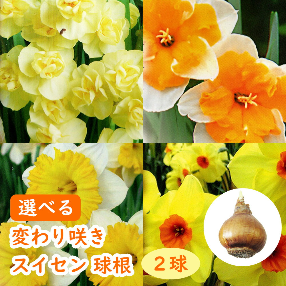 選べる「 変わり咲き スイセン 球根 2球」 水仙 雪中花 : 富士園芸