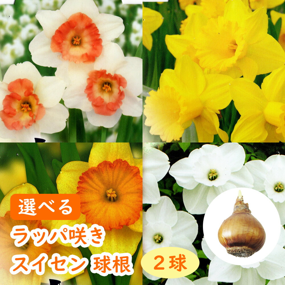 選べる「 バタフライ ・ 八重咲き スイセン 球根 2球 」 水仙 雪中花