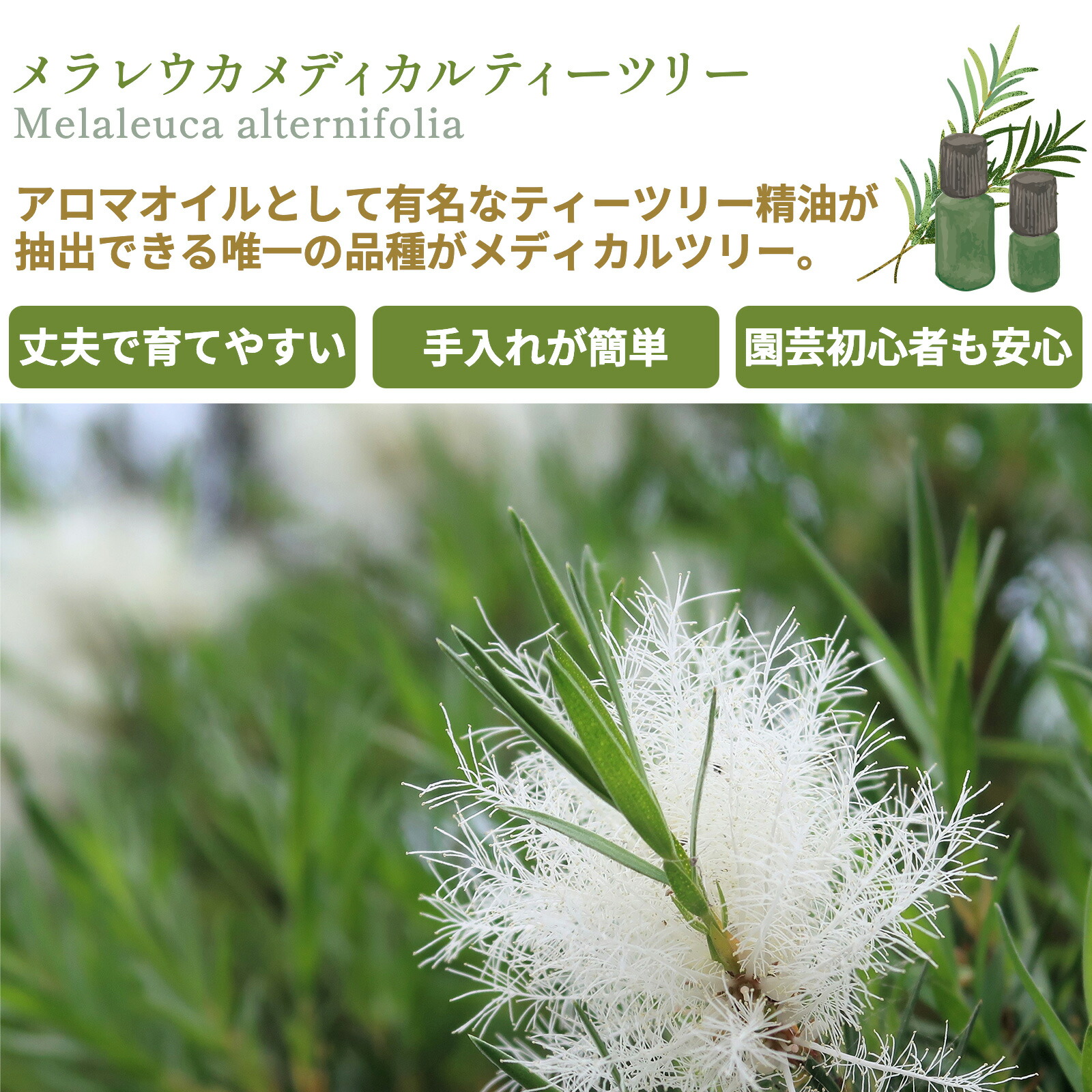 メラレウカ メディカルティーツリー 9cmポット苗 アルタニフォリア