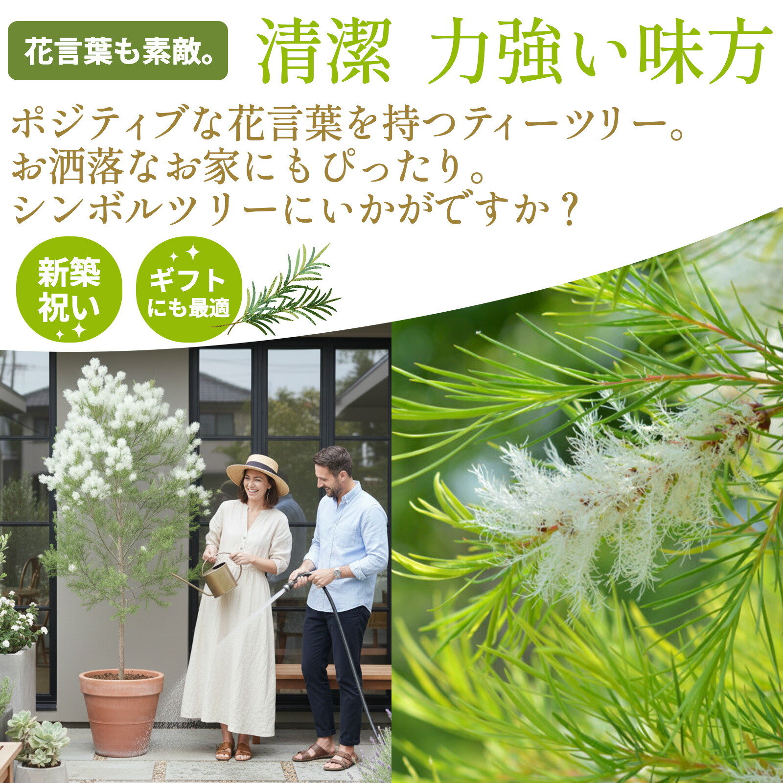 メラレウカ メディカルティーツリー 9cmポット苗 アルタニフォリア