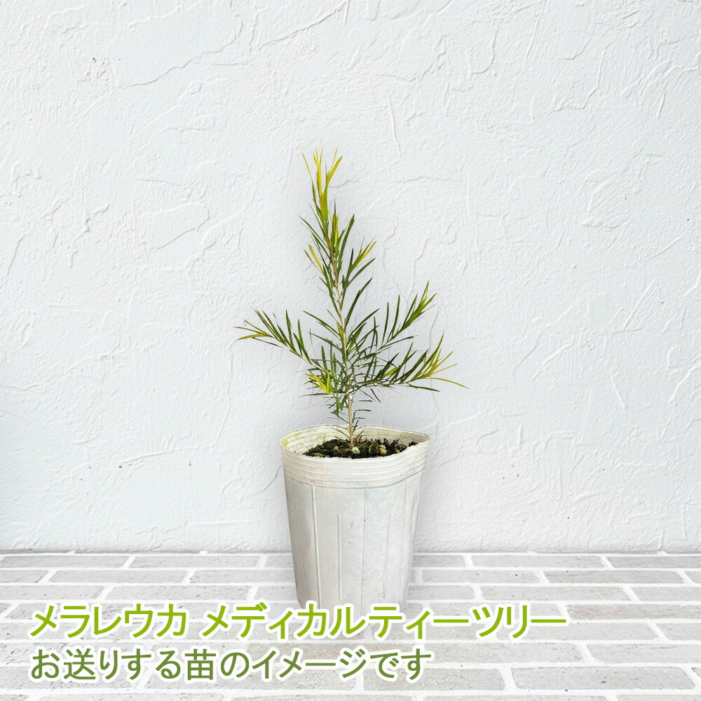メラレウカ メディカルティーツリー 9cmポット苗 アルタニフォリア