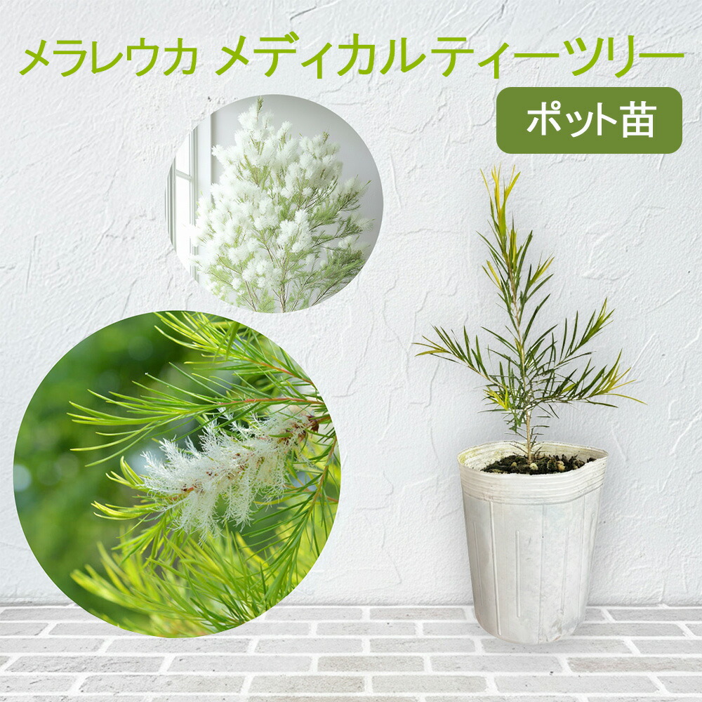 メラレウカ メディカルティーツリー 9cmポット苗 アルタニフォリア