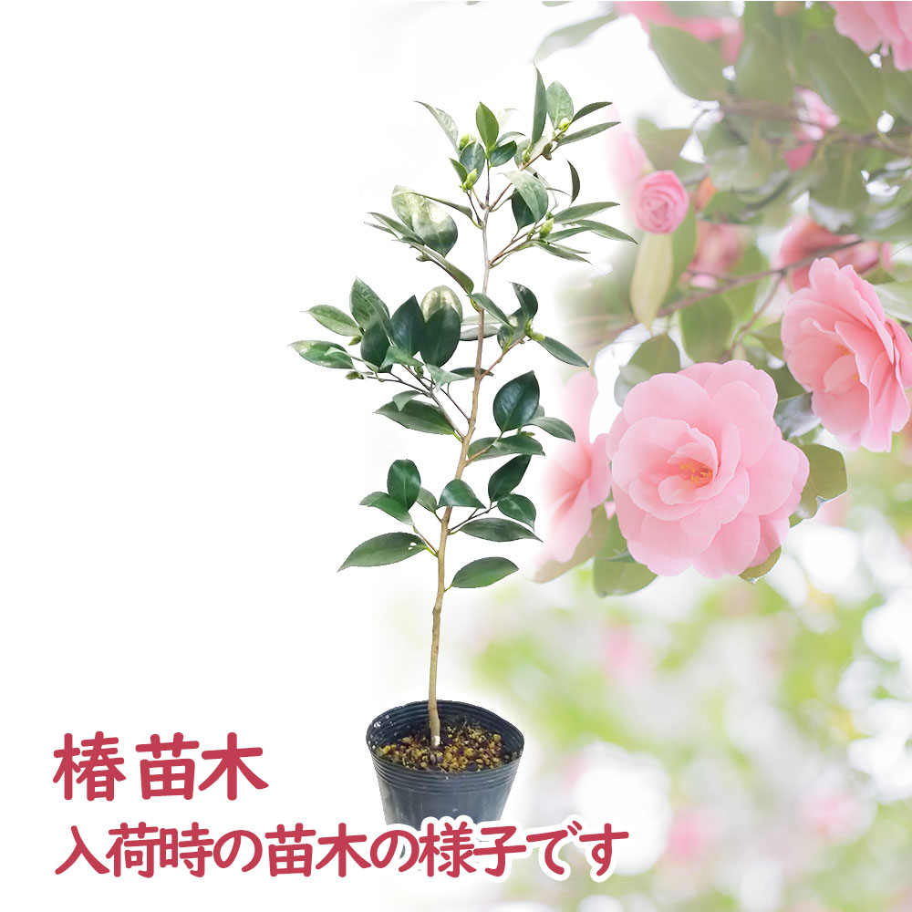 品種おまかせ 銘花椿 3株 苗 苗木 12cmポット 樹高約45cm 椿