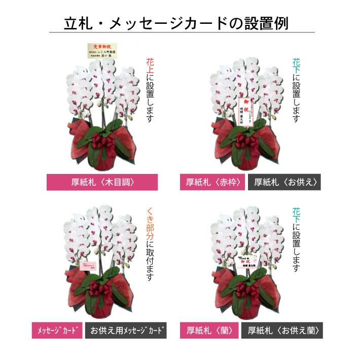 大輪胡蝶蘭1本立ち12輪以上白ピンク2種類　お誕生日、各種プレゼントに｜fujimino｜10