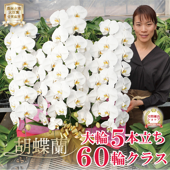 胡蝶蘭 大輪60輪以上 5本立ちラグジュアリータイプ ボリューム満点60輪 
