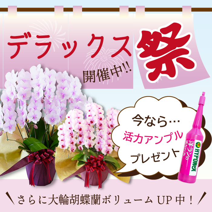 【DX祭り！今だけ！活力アンプル付き】【今なら33〜35輪にボリュームアップ！】 胡蝶蘭 お祝い お供え 3本立ちランクアップクラス 選べる5色 |  | 14