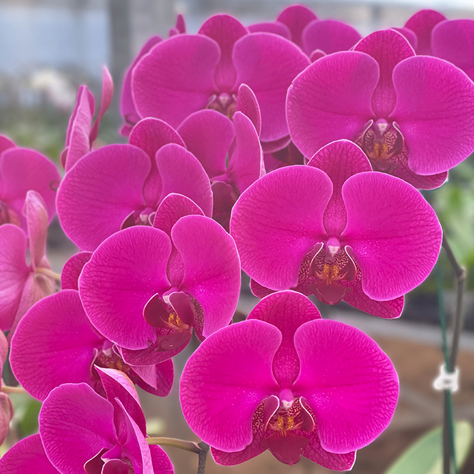 キンリョウヘン（鉢花）｜生花 | 花、ガーデニング のおすすめ人気商品