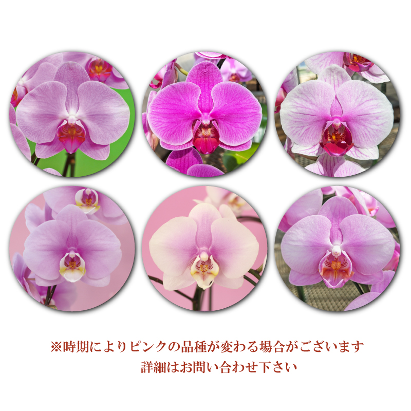 【BONUS対象ストア】胡蝶蘭 お祝い お供え 桜姫 3本立ち 他選べる5色 お祝い お供え 花ギフト お誕生日 開店祝 開業祝 新築祝 |  | 02