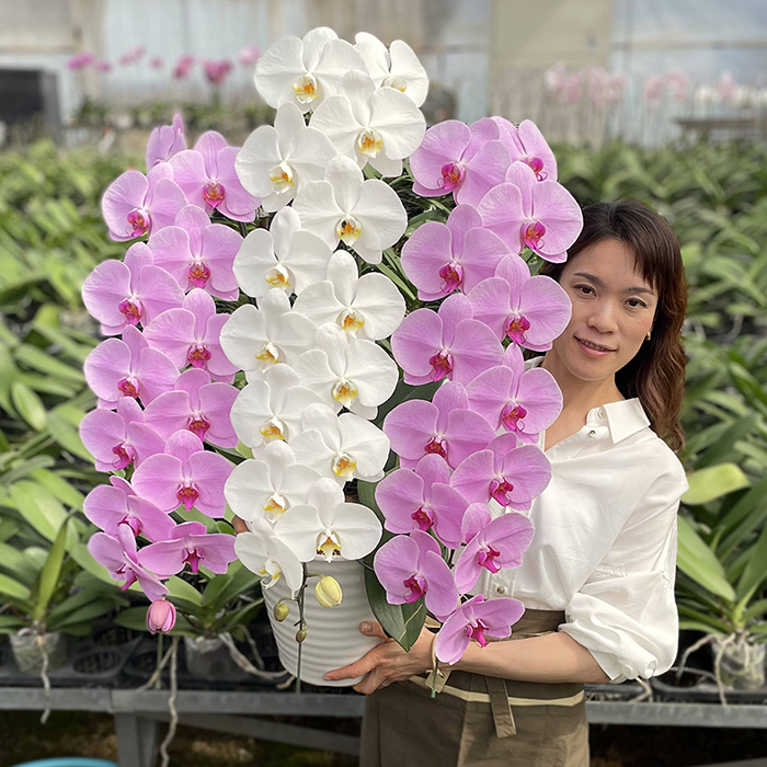 胡蝶蘭（鉢花）｜生花 | 花、ガーデニング の商品一覧 通販 - Yahoo