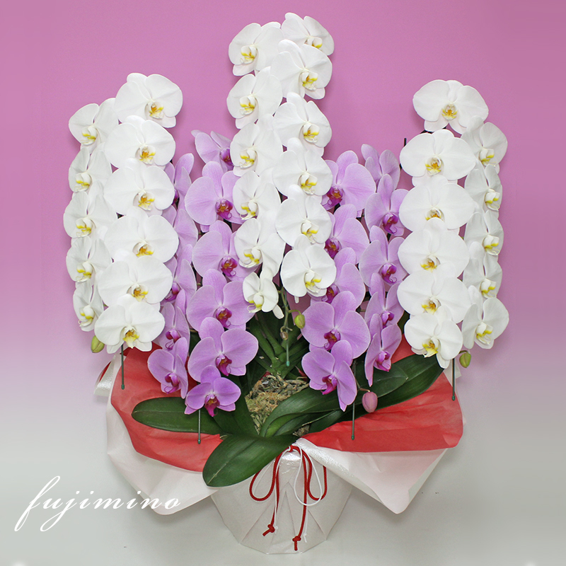 【全商品品質保証！】胡蝶蘭 お祝い お供え 5本立ち白ピンクミックス お花屋さんにはないカラーミックス 就任 昇進 お祝い お供え お祝い お供え E1517104657(15015円)