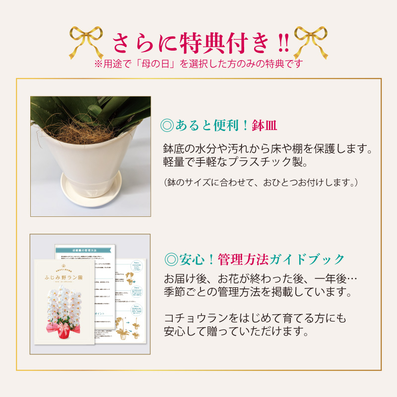 【BONUS対象ストア】胡蝶蘭 お祝い お供え 3本立ち10000円 選べる5色 お祝い お供え 花ギフト お誕生日 開店祝 開業祝 新築祝 |  | 22